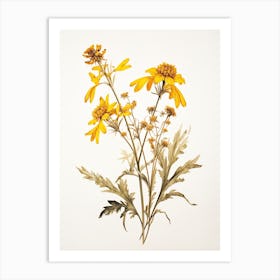 Pressed Wildflower Botanical Art Golden Ragwort 2 Art Print