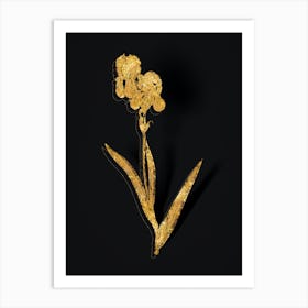 Vintage Tall Bearded Iris Botanical in Gold on Black n.0194 Art Print