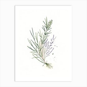 Rosemary Herb Minimalist Watercolour Art Print