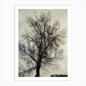 Silhouette Of Bare Tree 3 Art Print