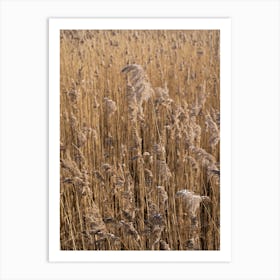 Pampas grass on the shore of a lake 1 Art Print