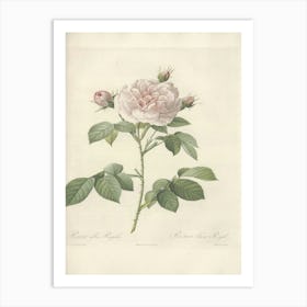 Rose Illustration, Pierre Joseph Redoute (9) 1 Art Print