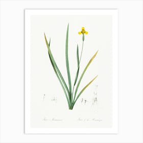 Iris Martinicensis, Pierre Joseph Redoute Art Print