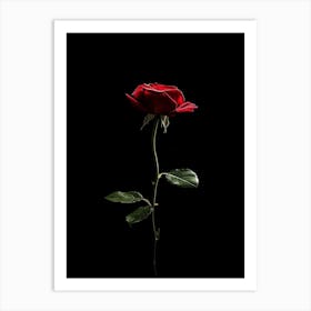 Single Red Rose On Black Background 28 Art Print