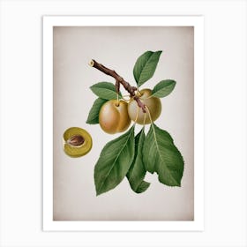 Vintage Prune Botanical on Parchment n.0722 Art Print