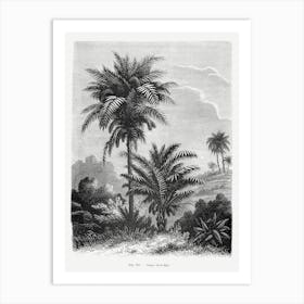 Vintage Landscape Drawing With Palm Trees Art Print