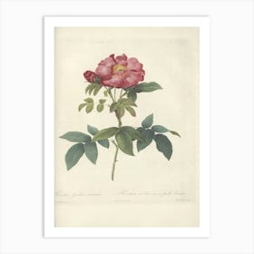 Rose Illustration, Pierre Joseph Redoute (84) Art Print