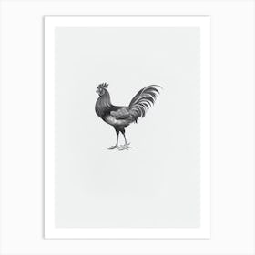 Rooster B&W Pencil Drawing 5 Bird Art Print