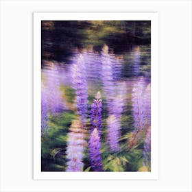 Lupine Art Print