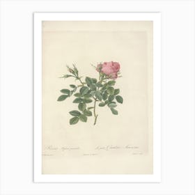 Rose Illustration, Pierre Joseph Redoute, Pierre Joseph Redoute(110) Art Print