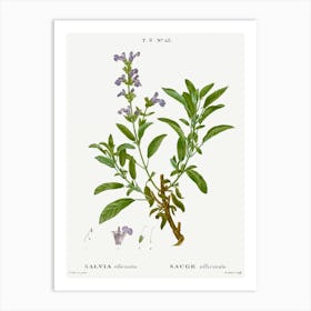 Garden Sage, Pierre Joseph Redoute Art Print