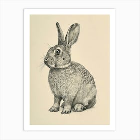 English Lop Drawing 1 Art Print