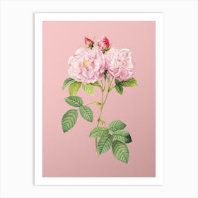 Vintage Italian Damask Rose Botanical on Soft Pink n.0520 Art Print