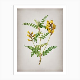 Vintage Calophaca Wolgarica Botanical on Parchment n.0200 Art Print