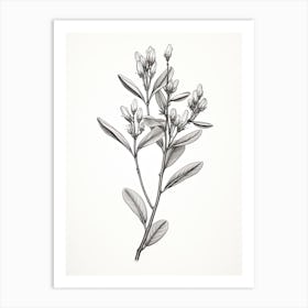 Licorice Root Vintage Botanical Herbs 3 Art Print