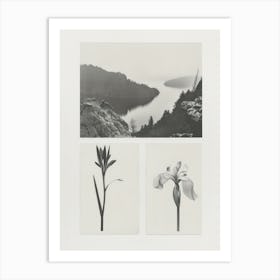 Iris Flower Photo Collage 4 Art Print