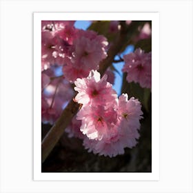 Pink blossoms of an ornamental cherry in spring 1 Art Print