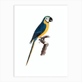 Vintage Blue And Yellow Macaw Bird Illustration on Pure White Art Print
