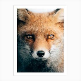 Red fox with a deep look into your soul Art Print