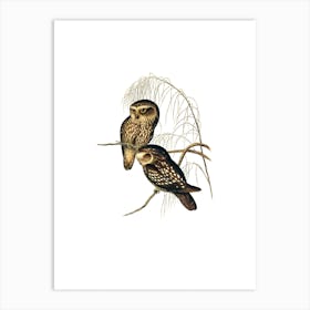 Vintage Spotted Owl Bird Illustration on Pure White n.0336 Art Print