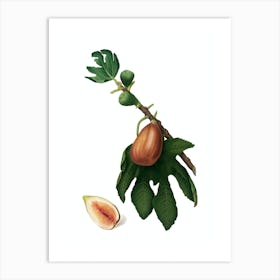Vintage Fig Botanical Illustration on Pure White n.0946 Art Print