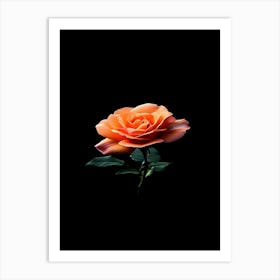 Orange Rose On Black Background 12 Art Print