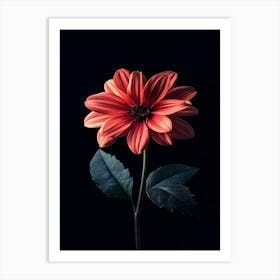 Dahlia Flower 5 Art Print