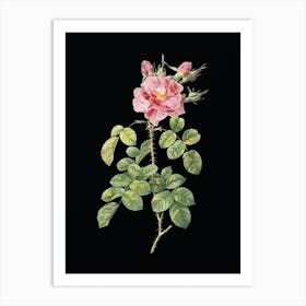 Vintage Four Seasons Rose in Bloom Botanical Illustration on Solid Black n.0788 Art Print