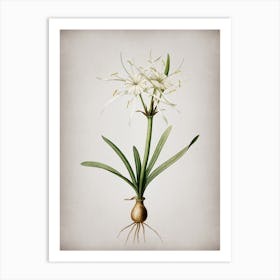 Vintage Streambank Spiderlily Botanical on Parchment Art Print