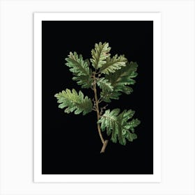 Vintage Hungarian Oak Botanical Illustration on Solid Black n.0898 Art Print