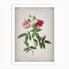 Vintage Hudson Rose Botanical on Parchment Art Print