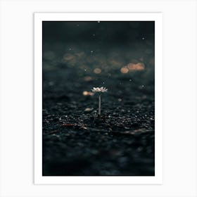 Single Flower In The Dark 44 Art Print