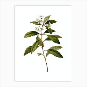 Vintage Sweet Pittosporum Branch Botanical Illustration on Pure White n.0410 Art Print