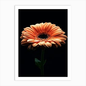 Orange Gerbera Flower Art Print