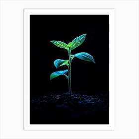 Young Plant Growing In The Dark 1 Art Print