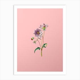 Vintage Dwarf Dahlia Botanical on Soft Pink n.0720 Art Print