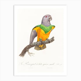 Senegal Parrot From Natural History Of Parrots, Francois Levaillant Art Print