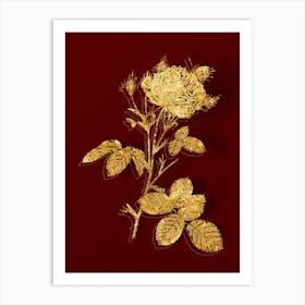Vintage White Provence Rose Botanical in Gold on Red n.0417 Art Print