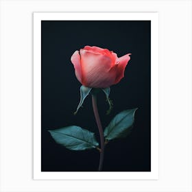 Pink Rose On Black Background 49 Art Print