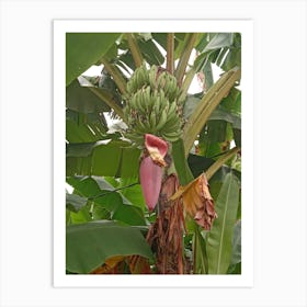 Banana Tree 1 Art Print