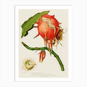 Botanical Cactus Art Print