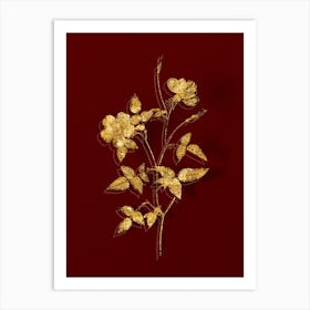 Vintage Indica Stelligera Rose Botanical in Gold on Red n.0081 Art Print