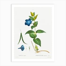 Greater Periwinkle, Pierre Joseph Redoute Art Print