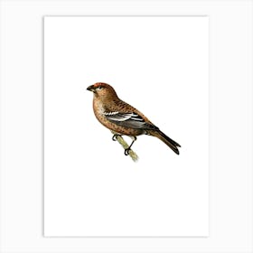 Vintage Pine Grosbeak Male Bird Illustration on Pure White n.0145 Art Print