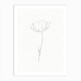 Poppy Flower Sketch Art Print