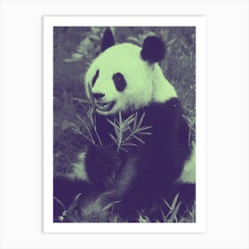 Panda Bear Art Print