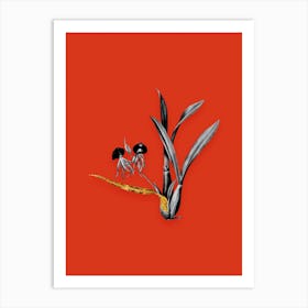 Vintage Clamshell Orchid Black and White Gold Leaf Floral Art on Tomato Red Art Print
