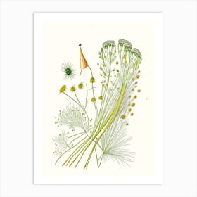 Fennel Seeds Spices And Herbs Pencil Illustration 7 Art Print