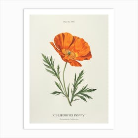 California Poppy State Flower Antique Wildflower Orange Spring Art Print