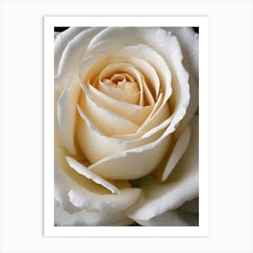 White Rose Art Print